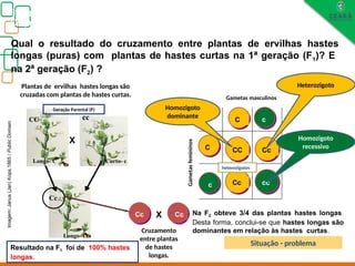 Biologia, 3° ano
Os princípios das Leis da Genética ou Mendelianas
Longo- C
Cc
Curto- c
cc
Longo- C
CC
Cc Cc
C
c
C c
CC Cc
Cc cc
Na F2 obteve 3/4 das plantas hastes longas.
Desta forma, conclui-se que hastes longas são
dominantes em relação às hastes curtas.
Qual o resultado do cruzamento entre plantas de ervilhas hastes
longas (puras) com plantas de hastes curtas na 1ª geração (F1)? E
na 2ª geração (F2) ?
Plantas de ervilhas hastes longas são
cruzadas com plantas de hastes curtas.
X
Resultado na F1 foi de 100% hastes
longas.
Cruzamento
entre plantas
de hastes
longas.
X
Gametas masculinos
Gametas
femininos
Geração Parental (P)
heterozigotos
Homozigoto
dominante
Heterozigoto
Homozigoto
recessivo
Situação - problema
Imagem:
Janus
(Jan)
Kops,1865
/
Public
Domain.
 