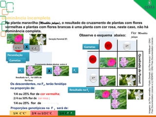 CB
CB
CB
CB
CV CV
CB
CB
CV
CV
CV
CV
CB
CV
CV
CB
CB
Biologia, 3° ano
Os princípios das Leis da Genética ou Mendelianas
Dominância incompleta
Na planta maravilha (Mirabilis jalapa), o resultado do cruzamento de plantas com flores
vermelhas e plantas com flores brancas é uma planta com cor rosa, neste caso, não há
dominância completa.
Observe o esquema abaixo:
X
Quadrado
de
Punnet
1/4 ou 25% flor de cor vermelha;
1/4 ou 25% flor de cor branca.
Os descendentes, na F2, terão fenótipo
na proporção de:
Proporções genotípicas na F 2 será de:
1/4 CV
CV
2/4 ou 1/2 CV
CB
1/4 CB
CB
2/4 ou 50% flor de cor rosa ;
F1
CV
Fecundação
dos
Gametas
X F1
Resultado na F2
Flor Mirabilis
jalapa
Gametas CV
CB
CB
Geração Parental (P)
Resultado na F1 : foi 100% de
flor Rosa
Cruzamento destas plantas entre si
Imagens:
(a)
Flor
vermelha
/
Public
Domain,
(b)
Flor
branca
/
Wildfeuer
/
GNU
Free
Documentation
License
e
(c)
KENPEI
/
GNU
Free
Documentation
License..
 