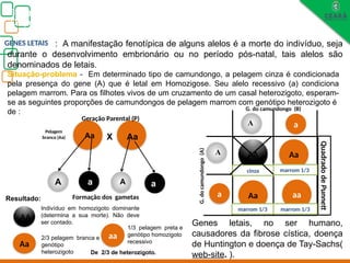 Biologia, 3° ano
Os princípios das Leis da Genética ou Mendelianas
Situação-problema - Em determinado tipo de camundongo, a pelagem cinza é condicionada
pela presença do gene (A) que é letal em Homozigose. Seu alelo recessivo (a) condiciona
pelagem marrom. Para os filhotes vivos de um cruzamento de um casal heterozigoto, esperam-
se as seguintes proporções de camundongos de pelagem marrom com genótipo heterozigoto é
de :
Aa Aa
A a A a
A
a
A
AA Aa
Aa aa
AA
Aa
aa
Indivíduo em homozigoto dominante
(determina a sua morte). Não deve
ser contado.
2/3 pelagem branca e
genótipo
heterozigoto
1/3 pelagem preta e
genótipo homozigoto
recessivo
Geração Parental (P)
X
Quadrado
de
Punnett
cinza marrom 1/3
marrom 1/3
marrom 1/3
Pelagem
branca (Aa)
G.
do
camundongo
(A)
G. do camundongo (B)
Formação dos gametas
Resultado:
a
GENES LETAIS : A manifestação fenotípica de alguns alelos é a morte do indivíduo, seja
durante o desenvolvimento embrionário ou no período pós-natal, tais alelos são
denominados de letais.
Genes letais, no ser humano,
causadores da fibrose cística, doença
de Huntington e doença de Tay-Sachs(
web-site. ).
De 2/3 de heterozigoto.
 