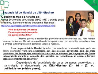Biologia, 3° ano
Os princípios das Leis da Genética ou Mendelianas
Dependendo da quantidade de pares de genes envolvidos, a
transmissão é denominada de: Diibridíssimo (2); tri - (3) ou
poliibridismo (vários pares).
Segunda lei de Mendel ou diibridíssimo
Mendel passou a estudar dois pares de caracteres de cada vez. Para realizar
essas experiências, Mendel usou ervilhas de linhagens puras com sementes amarelas e lisas
e ervilhas também puras com sementes verdes e rugosas .
O queixo da mãe e o nariz do pai
Carlos Drummond de Andrade (1902-1987), grande poeta
brasileiro, diz em um trecho do poema ‘Resíduos’ (
http://www.algumapoesia.com.br/drummond/drummond39.htm):
“Pois de tudo fica um pouco
Fica um pouco de teu queixo
no queixo de tua filha”
Essa segunda lei de Mendel, também chamada de lei da recombinação, pode ser
assim enunciada: “Em um cruzamento em que estejam envolvidos dois ou mais
caracteres, os fatores que determinam cada um se separam (se segregam) de forma
independente durante a formação dos gametas, se recombinam ao acaso e formam
todas as combinações possíveis”.
Imagem: chanbo falimy / kumnet / Creative Commons Attribution-Share Alike 3.0 Unported
 