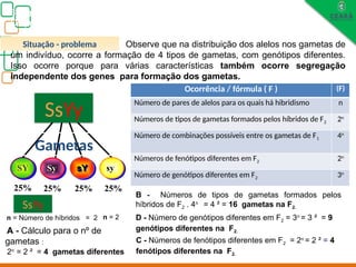 Sy
Biologia, 3° ano
Os princípios das Leis da Genética ou Mendelianas
SY sY sy
25% 25% 25% 25%
Observe que na distribuição dos alelos nos gametas de
um indivíduo, ocorre a formação de 4 tipos de gametas, com genótipos diferentes.
Isso ocorre porque para várias características também ocorre segregação
independente dos genes para formação dos gametas.
SsYy
A - Cálculo para o nº de
gametas :
SsYy
n = Número de híbridos = 2 n = 2
2n
= 2 ² = 4 gametas diferentes
B - Números de tipos de gametas formados pelos
híbridos de F2 . 4n
= 4 ² = 16 gametas na F2.
Ocorrência / fórmula ( F ) (F)
Número de pares de alelos para os quais há hibridismo n
Números de tipos de gametas formados pelos híbridos de F2 2n
Número de combinações possíveis entre os gametas de F1 4n
Números de fenótipos diferentes em F2 2n
Número de genótipos diferentes em F2 3n
C - Números de fenótipos diferentes em F2 = 2n
= 2 ² = 4
fenótipos diferentes na F2.
D - Número de genótipos diferentes em F2 = 3n
= 3 ² = 9
genótipos diferentes na F2.
Situação - problema
Gametas
 