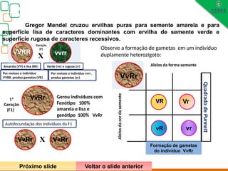 vr
VR
Biologia, 3° ano
Os princípios das Leis da Genética ou Mendelianas
Gregor Mendel cruzou ervilhas puras para semente amarela e para
superfície lisa de caracteres dominantes com ervilha de semente verde e
superfície rugosa de caracteres recessivos.
X vvrr
Geração
(P)
Amarela (VV) e lisa (RR) Verde (vv) e rugosa (rr)
1ª
Geração
(F1)
VvRr Gerou indivíduos com
Fenótipo 100%
amarela e lisa e
genótipo 100% VvRr
VVRR
Observe a formação de gametas em um indivíduo
duplamente heterozigoto:
VvRr VvRr
Autofecundação dos indivíduos da F1
X
r
Quadrado
de
Punnett
V
v R
VR Vr
vR vr
Alelos
da
cor
da
semente
Alelos da forma semente
VvRr
Formação de gametas
do indivíduo VvRr
Por meiose o individuo
VVRR, produz gametas (VR)
Por meiose o individuo vvrr,
produz gametas (vr)
Próximo slide Voltar o slide anterior
 