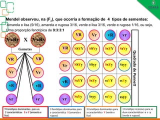 Biologia, 3° ano
Os princípios das Leis da Genética ou Mendelianas
VvRr X VvRv
VR
Vr
vR
vr
VR Vr vR vr
SSYY SSYy
SsYy
SsYy
SSYy SSyy
SsYY
Ssyy
SsYY
Ssyy
ssYY ssYy
SsYy ssYy ssyy
SsYy
VR
Vr
vR
vr vr
vR
Vr
VR
Gametas
Quadrado
de
Punnett
9 Fenótipos dominantes para as
2 características S e Y (amarela e
lisa).
3 Fenótipos dominantes para
a característica S (amarela e
rugosa)
3 Fenótipos dominantes para
a característica Y (verde e
lisa)
1 Fenótipo recessivo para as
duas características s e y
(verde e rugosa).
Mendel observou, na (F2), que ocorria a formação de 4 tipos de sementes:
Amarela e lisa (9/16), amarela e rugosa 3/16, verde e lisa 3/16, verde e rugosa 1/16, ou seja,
Uma proporção fenotípica de 9:3:3:1
 