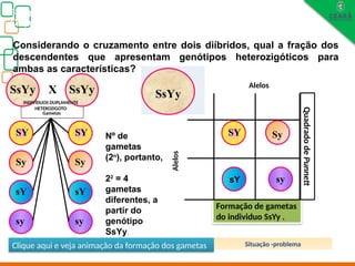 Biologia, 3° ano
Os princípios das Leis da Genética ou Mendelianas
Considerando o cruzamento entre dois diíbridos, qual a fração dos
descendentes que apresentam genótipos heterozigóticos para
ambas as características?
SsYy X SsYy
SY
Sy
sY
sy sy
sY
Sy
SY
Gametas
Formação de gametas
do individuo SsYy .
Quadrado
de
Punnett
S
s Y
y
SY Sy
sY sy
Alelos
Alelos
SsYy
Nº de
gametas
(2n
), portanto,
22
= 4
gametas
diferentes, a
partir do
genótipo
SsYy.
INDIVÍDUOS DUPLAMENTE
HETEROZIGOTO
Situação -problema
Clique aqui e veja animação da formação dos gametas
 