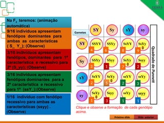 Na F2 teremos: (animação
automática)
Biologia, 3° ano
Os princípios das Leis da Genética ou Mendelianas
SY
Sy
sY
sy
SY Sy sY sy
SSYY SSYy
SSYy SSyy
SsYY
Ssyy
SsYY
Ssyy
ssYY ssYy
ssYy ssyy
SsYy
SsYy
SsYy
SsYy
9/16 indivíduos apresentam
fenótipos dominantes para
ambas as características
( S_ Y_); (Observe)
1
2
3
4
5
6 8 9
7
3/16 indivíduos apresentam
fenótipos, dominantes para 1ª
característica e recessivo para
2ª (S_yy); (Observe) 1 2
3
3/16 indivíduos apresentam
fenótipos dominantes para a
2ª característica e recessivo
para 1ª (ssY_);(Observe)
2 3
1
1/16 indivíduo com fenótipo
recessivo para ambas as
características (ssyy) .
(Observe)
1
Gametas
Quadrado
de
Punnett
Próximo slide Slide anterior
Clique e observe a formação de cada genótipo
acima.
 