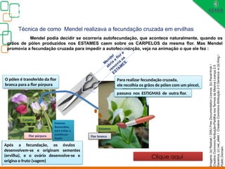 Após a fecundação os óvulos
Desenvolvem-se e originam
sementes (ervilha),e o ovário
desenvolve-se e origina o fruto
(vagem)
Biologia, 3° ano
Os princípios das Leis da Genética ou Mendelianas
Técnica de como Mendel realizava a fecundação cruzada em ervilhas
Mendel podia decidir se ocorreria autofecundação, que acontece naturalmente, quando os
grãos de pólen produzidos nos ESTAMES caem sobre os CARPELOS da mesma flor. Mas Mendel
promovia a fecundação cruzada para impedir a autofecundação, veja na animação o que ele fez :
passava nos ESTIGMAS de outra flor.
Estames
Carpelo
Flor branca
Flor púrpura
Para realizar fecundação cruzada,
ele recolhia os grãos de pólen com um pincel,
M
endel
abria
a
flor e
rem
ovia
os
ESTAM
ES.
O pólen é transferido da flor
branca para a flor púrpura
Após a fecundação, os óvulos
desenvolvem-se e originam sementes
(ervilha), e o ovário desenvolve-se e
origina o fruto (vagem)
Clique aqui
Estames
Removidos,
para evitar a
autofecun-
dação
Imagens:
(a)
Rasbak
/
GNU
Free
Documentation
License,
(b)
Pavel
Krok
/
Creative
Commons
Atribuição-Partilha
nos
Termos
da
Mesma
Licença
2.5
Genérica,
(c)
net_efekt
/
Creative
Commons
Atribuição
2.0
Genérica
e
(d)
King
/
Public
Domain.
 