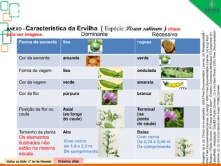 Biologia, 3° ano
Os princípios das Leis da Genética ou Mendelianas
ANEXO - Característica da Ervilha ( Espécie Pisum sativum ) clique
para ver imagens.
Forma da semente lisa rugosa
Cor da semente amarela verde
Forma da vagem lisa ondulada
Cor da vagem verde amarela
Cor da flor púrpura branca
Posição da flor no
caule
Axial
(ao longo
do caule)
Terminal
(na
ponta
do caule)
Tamanho da planta
Os elementos
ilustrados não
estão na mesma
escala.
Alta Baixa
Com cerca
De 0,24 a 0,46 m
De comprimento)
Voltar ao slide 1ª lei de Mendel Próximo slide
Dominante Recessivo
Imagens:
(a)
e
(d)
Chrizz
on
sv.wikipedia
/
GNU
Free
Documentation
License,
(b)
Ninjatacoshell
/
GNU
Free
DocumentationLicense,
(c)
Apogr
/
GNU
Free
Documentation
License
,(e)
e
(g)
Kurt
Stueber
/
Public
Domain,
(f)
Forest
&
Kim
Starr
/
Creative
Commons
Attribution
3.0
Unported,
(h)
LadyofHats
/
Adaptação:
Giac83
/
Public
Domain
,
(i)
e
(m)
Sten
Porse
/
GNU
Free
Documentation
License,
(j),
(l),
(n)
e
(o)
Janus
(Jan)
Kops
/
Public
Domain.
Com cerca
de 1,9 a 2,2 m
De comprimento
 