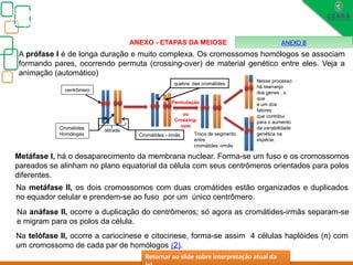 Cromátides
Homólogas
Nesse processo
há rearranjo
dos genes , o
que
é um dos
fatores
que contribui
para o aumento
da variabilidade
genética na
espécie.
Biologia, 3° ano
Os princípios das Leis da Genética ou Mendelianas
A prófase I é de longa duração e muito complexa. Os cromossomos homólogos se associam
formando pares, ocorrendo permuta (crossing-over) de material genético entre eles. Veja a
animação (automático)
centrômero
tétrade
Cromátides - irmãs
Permutação
ou
Crossing-
over
Troca de segmento
entre
cromátides -irmãs
quebra das cromátides
Metáfase I, há o desaparecimento da membrana nuclear. Forma-se um fuso e os cromossomos
pareados se alinham no plano equatorial da célula com seus centrômeros orientados para polos
diferentes.
Na metáfase II, os dois cromossomos com duas cromátides estão organizados e duplicados
no equador celular e prendem-se ao fuso por um único centrômero.
Na telófase II, ocorre a cariocinese e citocinese, forma-se assim 4 células haplóides (n) com
um cromossomo de cada par de homólogos (2).
ANEXO - ETAPAS DA MEIOSE
Na anáfase II, ocorre a duplicação do centrômeros; só agora as cromátides-irmãs separam-se
e migram para os polos da célula.
ANEXO B
Retornar ao slide sobre interpretação atual da
 