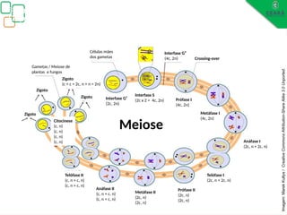 Biologia, 3° ano
Os princípios das Leis da Genética ou Mendelianas
Metáfase I
(4c, 2n)
Metáfase II
(2c, n)
(2c, n)
Prófase I
(4c, 2n)
Meiose
Interfase S
(2c x 2 = 4c, 2n)
Prófase II
(2c, n)
(2c, n)
Telófase I
(2c, n + 2c, n)
Telófase II
(c, n + c, n)
(c, n + c, n)
Interfase G¹
(2c, 2n)
Interfase G²
(4c, 2n) Crossing-over
Imagem:
Marek
Kultys
/
Creative
Commons
Attribution-Share
Alike
3.0
Unported.
Zigoto
Zigoto
Zigoto
(c + c = 2c, n + n = 2n)
Zigoto
Gametas / Meiose de
plantas e fungos
Anáfase II
(c, n + c, n)
(c, n + c, n)
Anáfase I
(2c, n + 2c, n)
Células mães
dos gametas
Citocinese
(c, n)
(c, n)
(c, n)
(c, n)
 