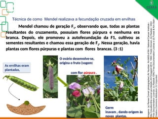 Biologia, 3° ano
Os princípios das Leis da Genética ou Mendelianas
Técnica de como Mendel realizava a fecundação cruzada em ervilhas
com flor púrpura .
O ovário desenvolve-se,
origina o fruto (vagem)
Germ
inavam , dando origem às
novas plantas.
Mendel chamou de geração F1, observando que, todas as plantas
resultantes do cruzamento, possuíam flores púrpura e nenhuma era
branca. Depois, ele promoveu a autofecundação da F1, cultivou as
sementes resultantes e chamou essa geração de F2. Nessa geração, havia
plantas com flores púrpuras e plantas com flores brancas. (3 :1)
As ervilhas eram
plantadas,
Imagens:
(a)
Renee
Comet
(photographer)
AV
Number:
AV-9400-4164
/
National
Cancer
Institute
-
http://visualsonline.cancer.gov/details.cfm?imageid=2612,
1994
/
Public
Domain,
(b)
Rasbak
/
GNU
Free
Documentation
License,
(c)
Rasbak
/GNU
Free
Documentation
License
e
(d)
Forest
&
Kim
Starr
/
Creative
Commons
Attribution
3.0
Unported.
 