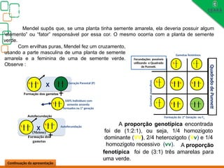Biologia, 3° ano
Os princípios das Leis da Genética ou Mendelianas
Continuação da apresentação
V
v
V v
V
V v
V
v
V v
v
Gametas femininos
Gametas
masculinos
Quadrado
de
Punnett
Fecundações possíveis
utilizando o Quadrado
de Punnett.
A proporção
fenotípica foi de (3:1) três amarelas para
uma verde.
A proporção genotípica encontrada
foi de (1:2:1), ou seja, 1/4 homozigoto
dominante (VV), 2/4 heterozigoto (Vv) e 1/4
homozigoto recessivo (vv).
Mendel supôs que, se uma planta tinha semente amarela, ela deveria possuir algum
“elemento” ou “fator” responsável por essa cor. O mesmo ocorria com a planta de semente
verde.
Com ervilhas puras, Mendel fez um cruzamento,
usando a parte masculina de uma planta de semente
amarela e a feminina de uma de semente verde.
Observe :
V v
Formação dos gametas
V
V v
v
X
100% Indivíduos com
semente amarela
formados na 1ª geração
V
v
V v
Autofecundação
v
V
v
V
X
(Meiose)
Formação dos
gametas
Geração Parental (P)
v
V
Autofecundação
Formação da 2ª Geração ou F2
 