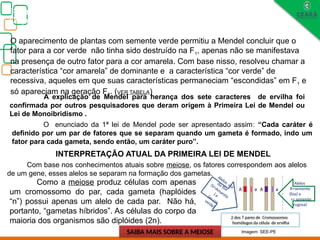 Biologia, 3° ano
Os princípios das Leis da Genética ou Mendelianas
O aparecimento de plantas com semente verde permitiu a Mendel concluir que o
fator para a cor verde não tinha sido destruído na F1, apenas não se manifestava
na presença de outro fator para a cor amarela. Com base nisso, resolveu chamar a
característica “cor amarela” de dominante e a característica “cor verde” de
recessiva, aqueles em que suas características permaneciam “escondidas” em F1 e
só apareciam na geração F2. (VER TABELA)
O enunciado da 1ª lei de Mendel pode ser apresentado assim: “Cada caráter é
definido por um par de fatores que se separam quando um gameta é formado, indo um
fator para cada gameta, sendo então, um caráter puro”.
INTERPRETAÇÃO ATUAL DA PRIMEIRA LEI DE MENDEL
Com base nos conhecimentos atuais sobre meiose, os fatores correspondem aos alelos
de um gene, esses alelos se separam na formação dos gametas.
Como a meiose produz células com apenas
um cromossomo do par, cada gameta (haplóides
“n”) possui apenas um alelo de cada par. Não há,
portanto, “gametas híbridos”. As células do corpo da
maioria dos organismos são diplóides (2n).
2 dos 7 pares de Cromossomos
homólogos da célula de ervilha
Alelos
R=semente
(lisa) e
r= semente
rugosa)
SAIBA MAIS SOBRE A MEIOSE
A explicação de Mendel para herança dos sete caracteres de ervilha foi
confirmada por outros pesquisadores que deram origem à Primeira Lei de Mendel ou
Lei de Monoibridismo .
Alelos cor
da flor
(V=Amarela
) e
(v= cor
verde)
Imagem: SEE-PE
 