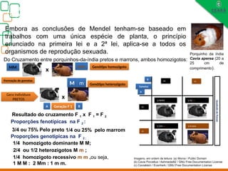 A
m
Biologia, 3° ano
Os princípios das Leis da Genética ou Mendelianas
Porquinho da índia
Cavia aperea (20 a
25 cm de
comprimento).
Do Cruzamento entre porquinhos-da-índia pretos e marrons, ambos homozigotos:
x
MM mm
Formação de gametas
x
M
m
M m
M m
1/4MM 1/42 m
1/2M m 1/4 mm
Resultado do cruzamento F 1 x F 1 = F 2
3/4 ou 75% Pelo preto
: 1/4 ou 25% pelo marrom
Proporções fenotípicas na F 2 :
Proporções genotípicas na F 2 ;
1/4 homozigoto dominante M M;
2/4 ou 1/2 heterozigotos M m ;
1/4 homozigoto recessivo m m ,ou seja,
1 M M : 2 Mm : 1 m m.
Quadrado
de
Punnet
Gametas
Genótipo homozigoto
Gera indivíduos
PRETOS
Genótipo heterozigoto
A B
B
Geração F 1
Embora as conclusões de Mendel tenham-se baseado em
trabalhos com uma única espécie de planta, o princípio
enunciado na primeira lei e a 2ª lei, aplica-se a todos os
organismos de reprodução sexuada.
Imagens, em ordem de leitura: (a) Morce / Public Domain
(b) Cavia Porcellus / Ashmedai82 / GNU Free Documentation License
(c) Caviaklein / Evanherk / GNU Free Documentation License
 