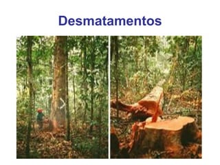 Desmatamentos
 