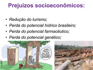 Prejuízos socioeconômicos:
• Redução do turismo;
• Perda do potencial hídrico brasileiro;
• Perda do potencial farmacêutico;
• Perda do potencial genético;
 