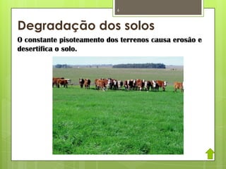Degradação dos solos
6
O constante pisoteamento dos terrenos causa erosão e
desertifica o solo.
 