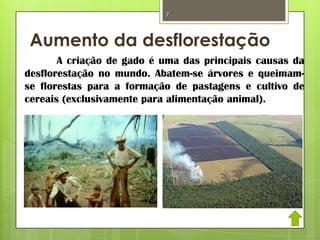 Aumento da desflorestação
A criação de gado é uma das principais causas da
desflorestação no mundo. Abatem-se árvores e queimam-
se florestas para a formação de pastagens e cultivo de
cereais (exclusivamente para alimentação animal).
7
 