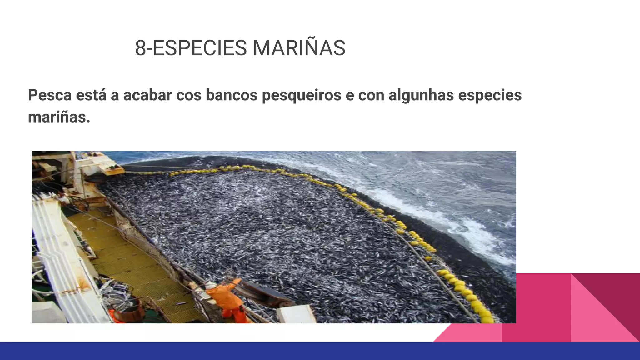 8-ESPECIES MARIÑAS
Pesca está a acabar cos bancos pesqueiros e con algunhas especies
mariñas.
 