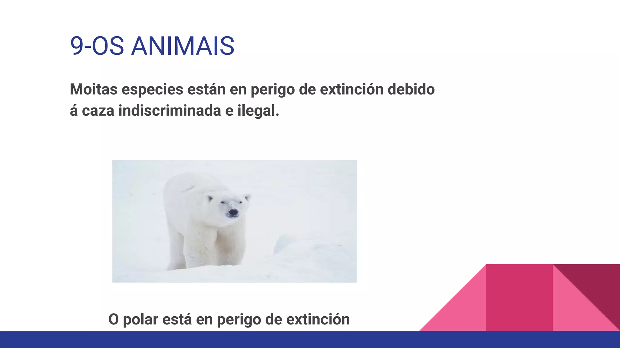 9-OS ANIMAIS
Moitas especies están en perigo de extinción debido
á caza indiscriminada e ilegal.
O polar está en perigo de extinción
 