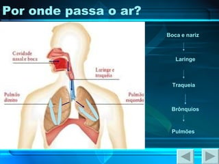 Por onde passa o ar? Boca e nariz Laringe Traqueia Brônquios Pulmões 