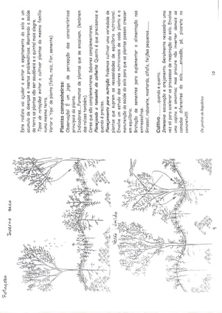 Os quintais da rebublica