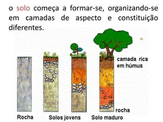 o solo começa a formar-se, organizando-se
em camadas de aspecto e constituição
diferentes.
 