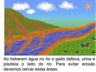 Ao beberem água no rio o gado defeca, urina e
pisoteia o leito do rio. Para evitar erosão
devemos cercar estas áreas.
 