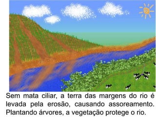 Sem mata ciliar, a terra das margens do rio é
levada pela erosão, causando assoreamento.
Plantando árvores, a vegetação protege o rio.
 
