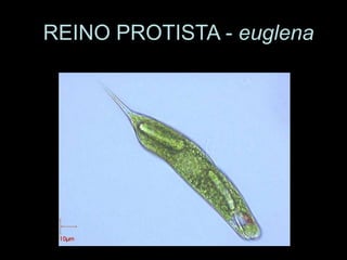 REINO PROTISTA - euglena