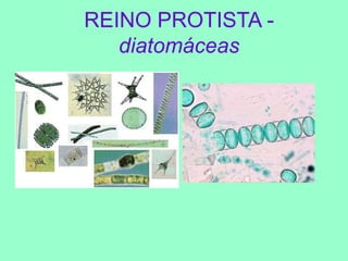 REINO PROTISTA - diatomáceas