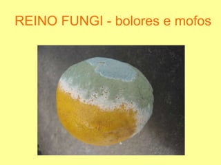REINO FUNGI - bolores e mofos