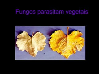 Fungos parasitam vegetais