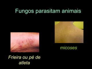 Fungos parasitam animaismicosesFrieira ou pé de atleta
