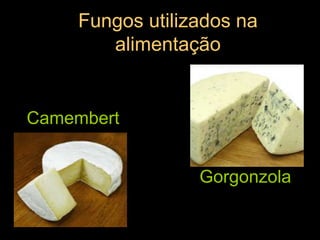 Fungos utilizados na alimentaçãoCamembertGorgonzola