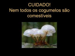 CUIDADO!Nem todos os cogumelos são comestíveis