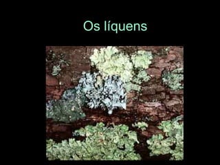 Os líquens
