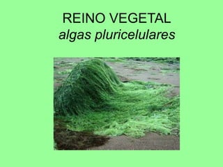 REINO VEGETALalgas pluricelulares
