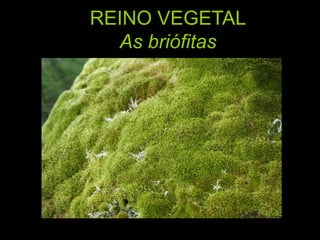 REINO VEGETALAs briófitas