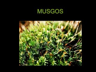 MUSGOS