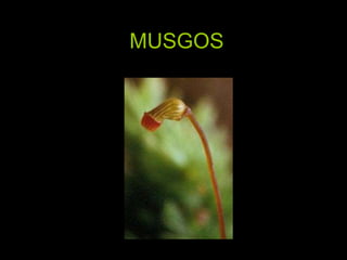 MUSGOS