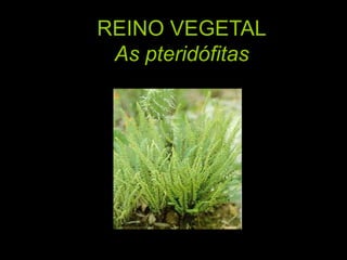 REINO VEGETALAs pteridófitas