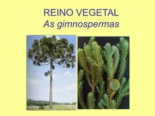 REINO VEGETALAs gimnospermas