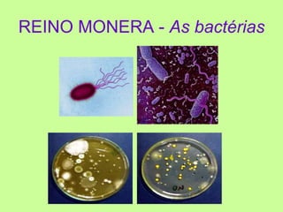 REINO MONERA - As bactérias