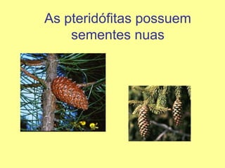 As pteridófitas possuem sementes nuas