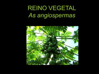 REINO VEGETALAs angiospermas