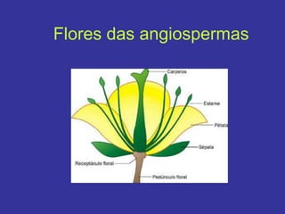 Flores das angiospermas