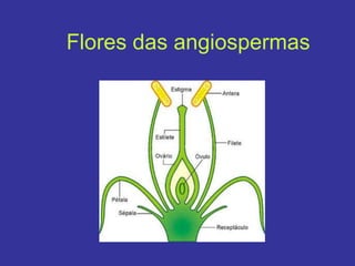 Flores das angiospermas