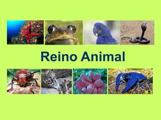 Reino Animal