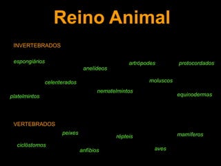 VERTEBRADOSpeixesmamíferosrépteisciclóstomosavesanfíbiosINVERTEBRADOSespongiáriosartrópodesprotocordadosanelídeosmoluscoscelenteradosnematelmintosequinodermasplatelmintosReino Animal