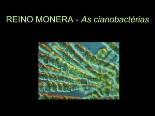 REINO MONERA - As cianobactérias